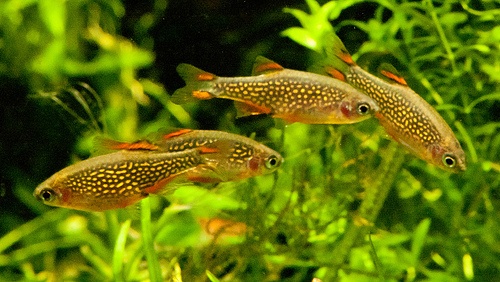 Dánio perlové - galaxka