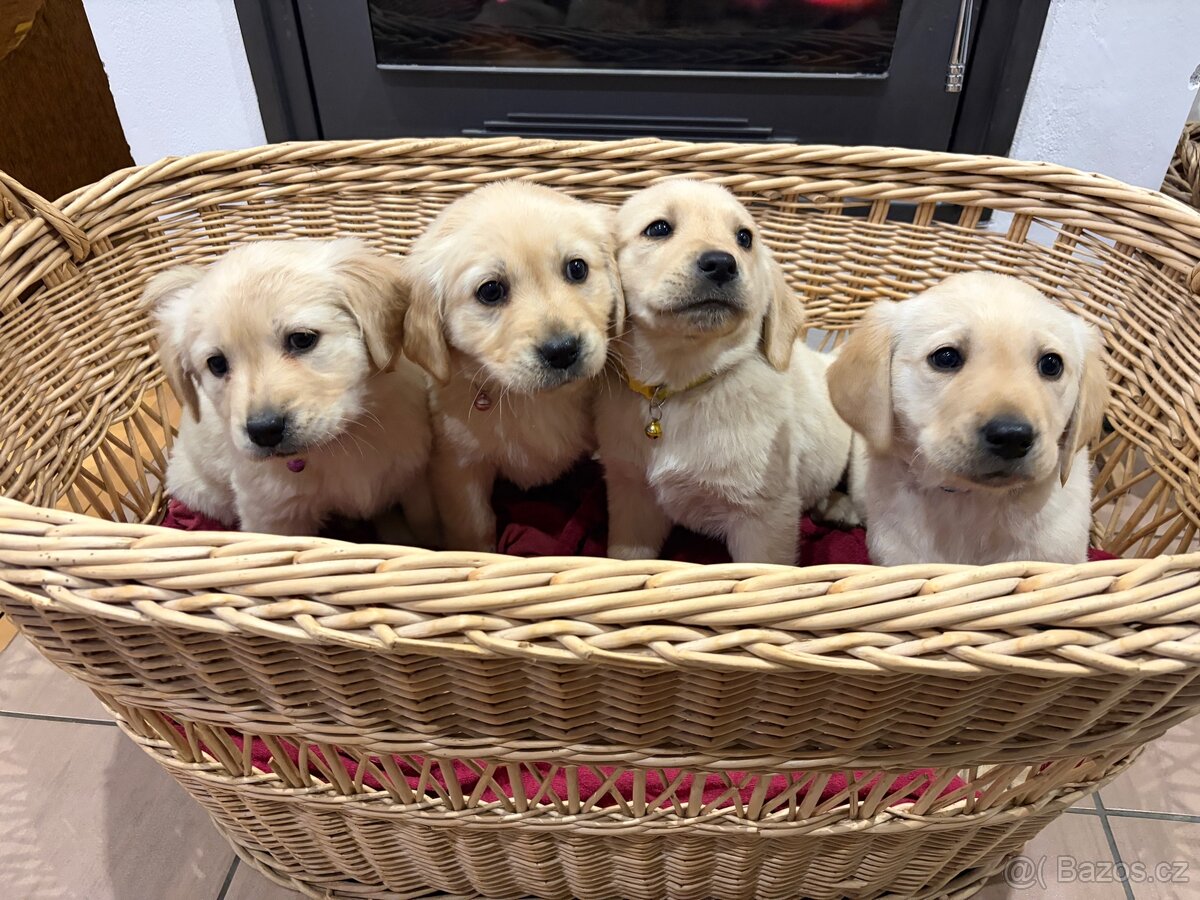 Labradorský retriever bez PP