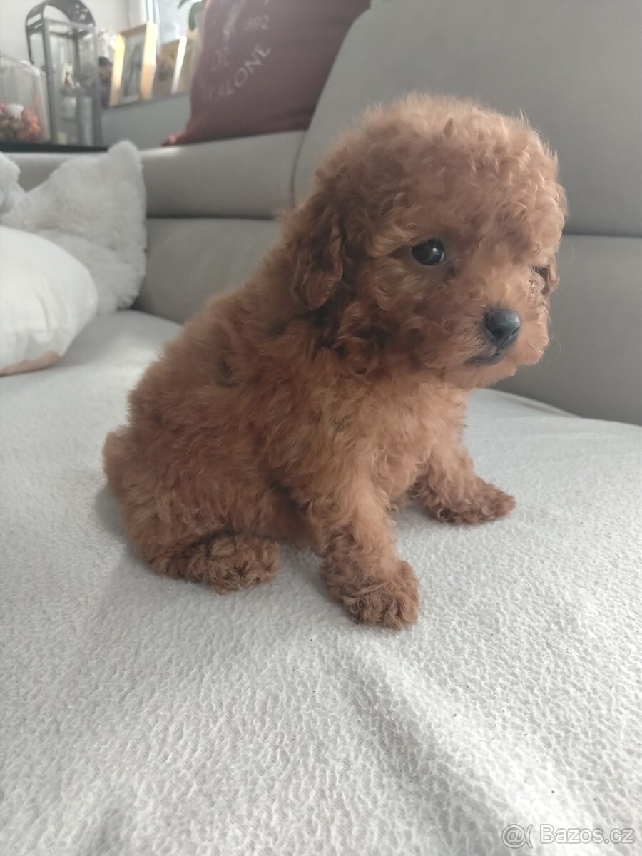 Pudlik