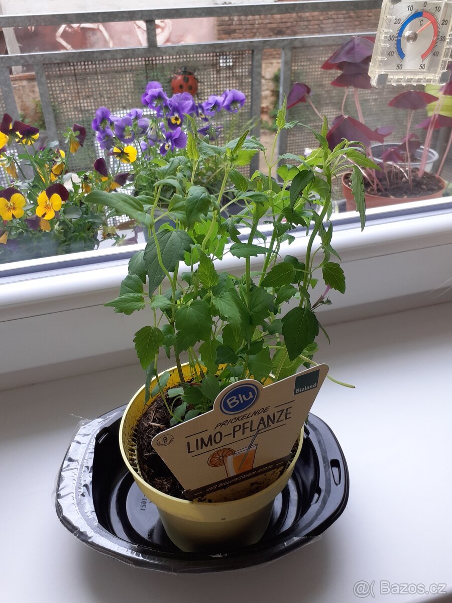 Sazenice "limonádové byliny" Agastache mexické