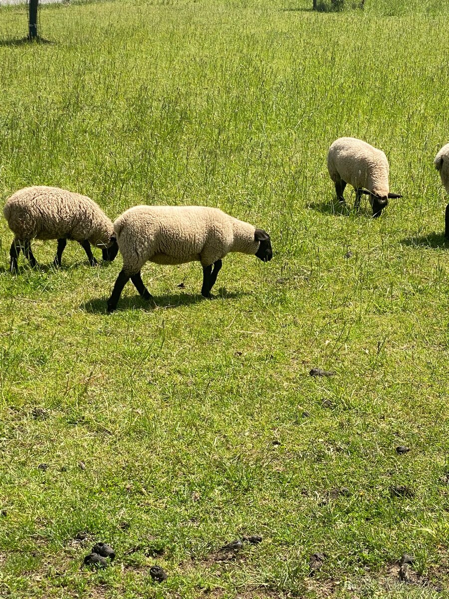 Prodám jehňata suffolk