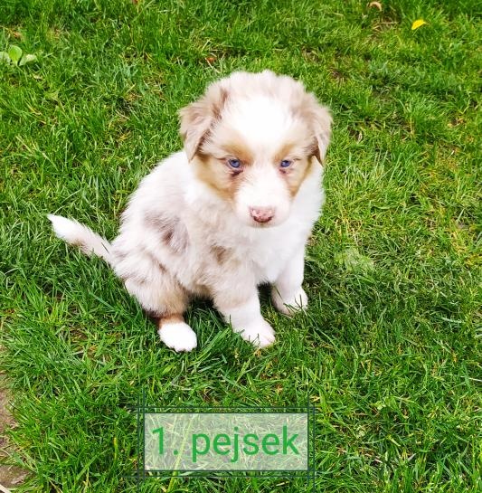 Australský ovčák bez PP