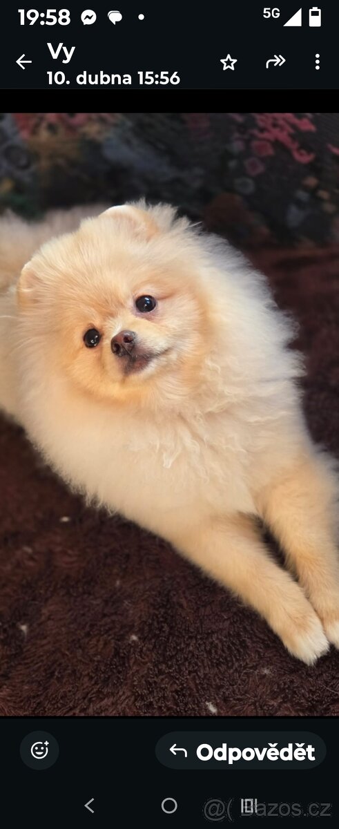 Pomeranian mini