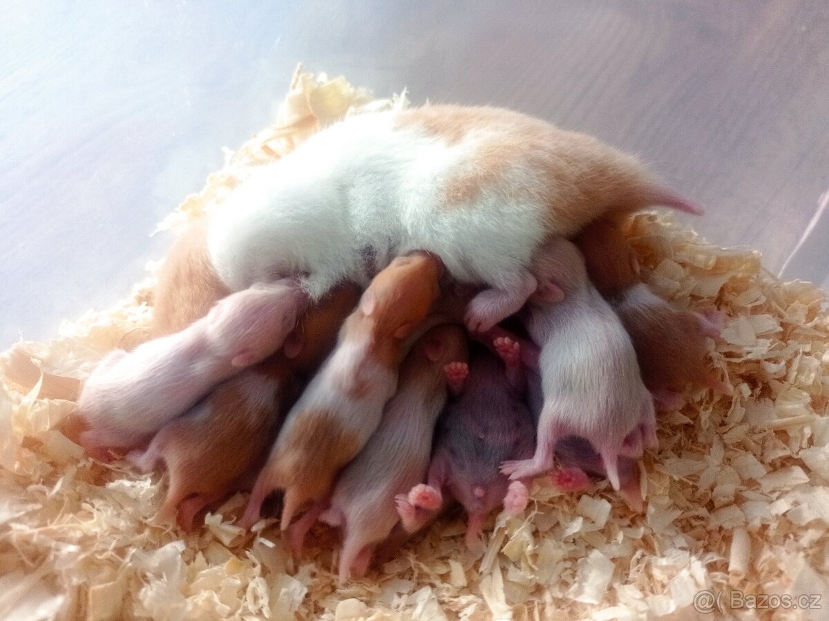 Křeček syrský mláďata