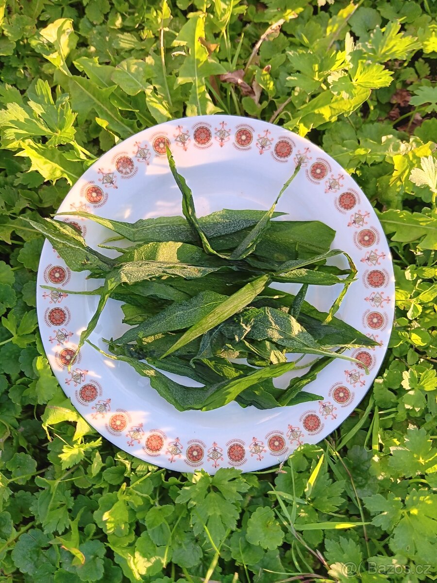 Medvědí česnek sušený od 100g/50kč