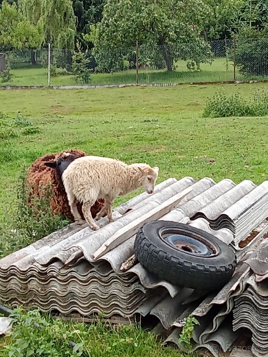Prodám ouessantskeho berana