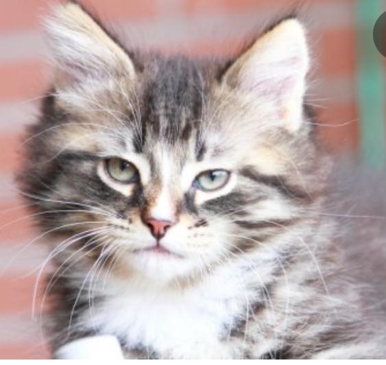 Sibiřská kočka - koťata 🐈