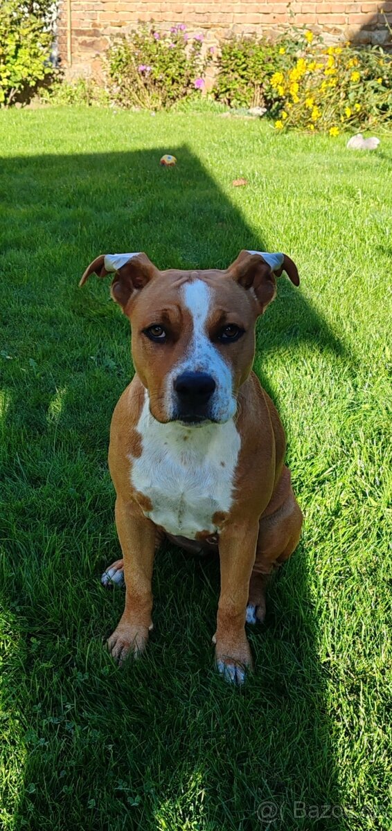 americký stafordšírský teriér