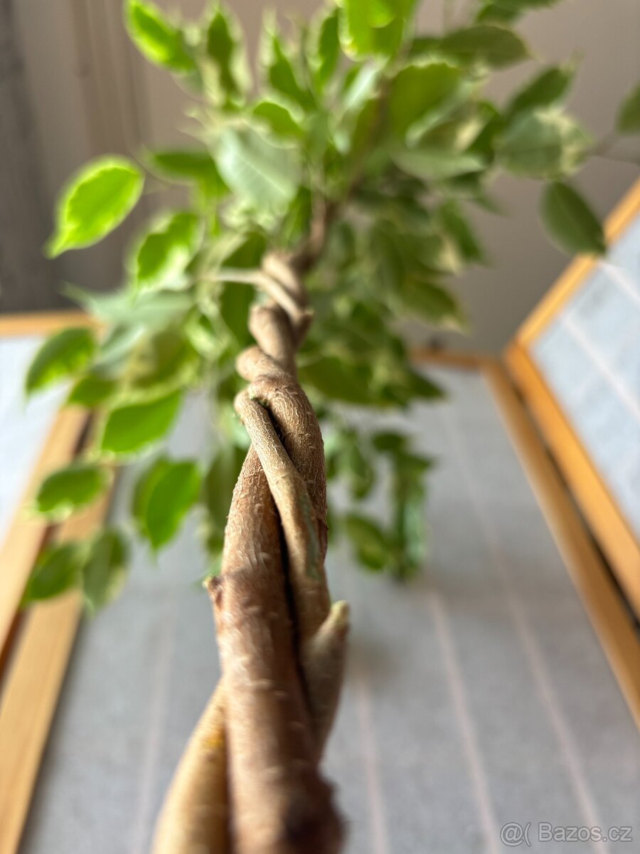 Ficus benjamina