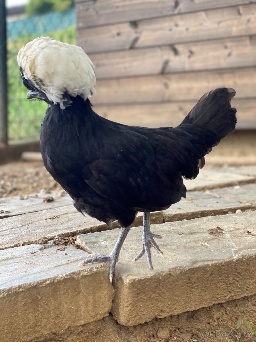 Holanďanky 1.2