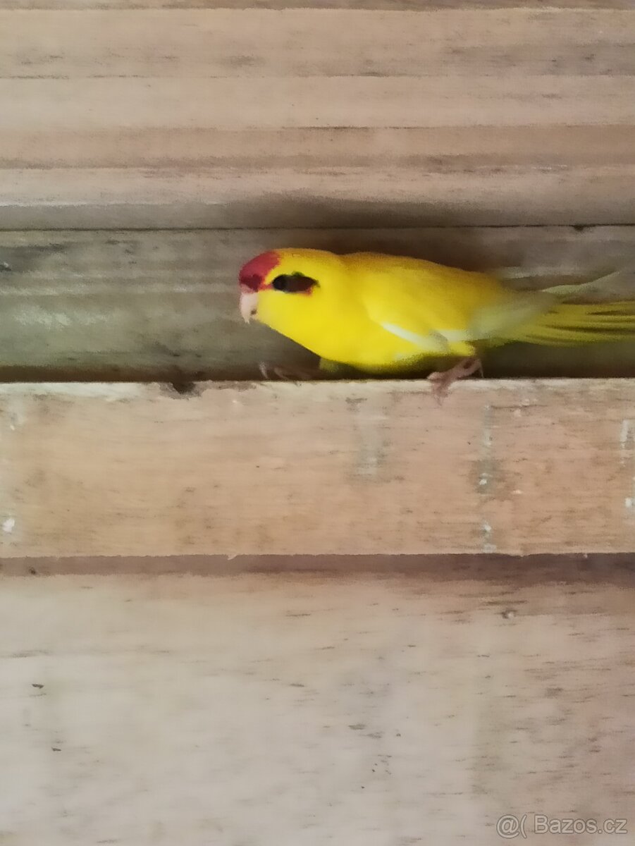 Kakariki