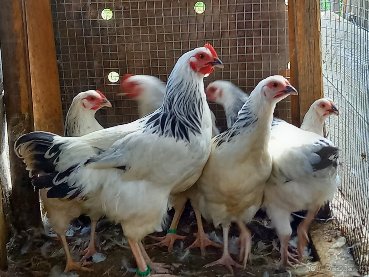 Kohouti Sasex,Marans,Holokrčka,Kočinka,Staroangl.bojovnice