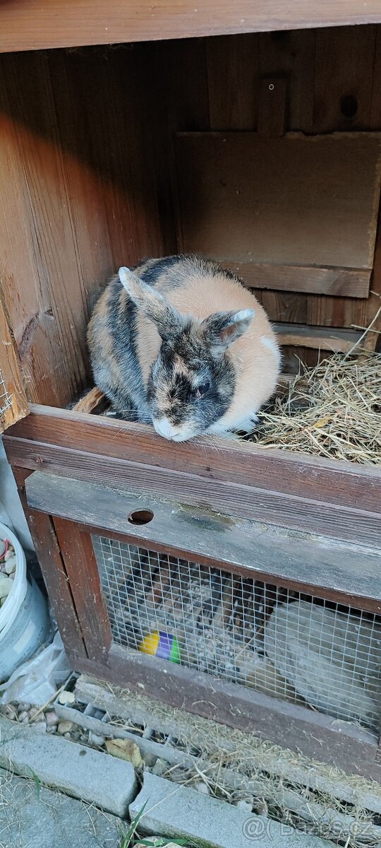 Daruji zakrslého králíka