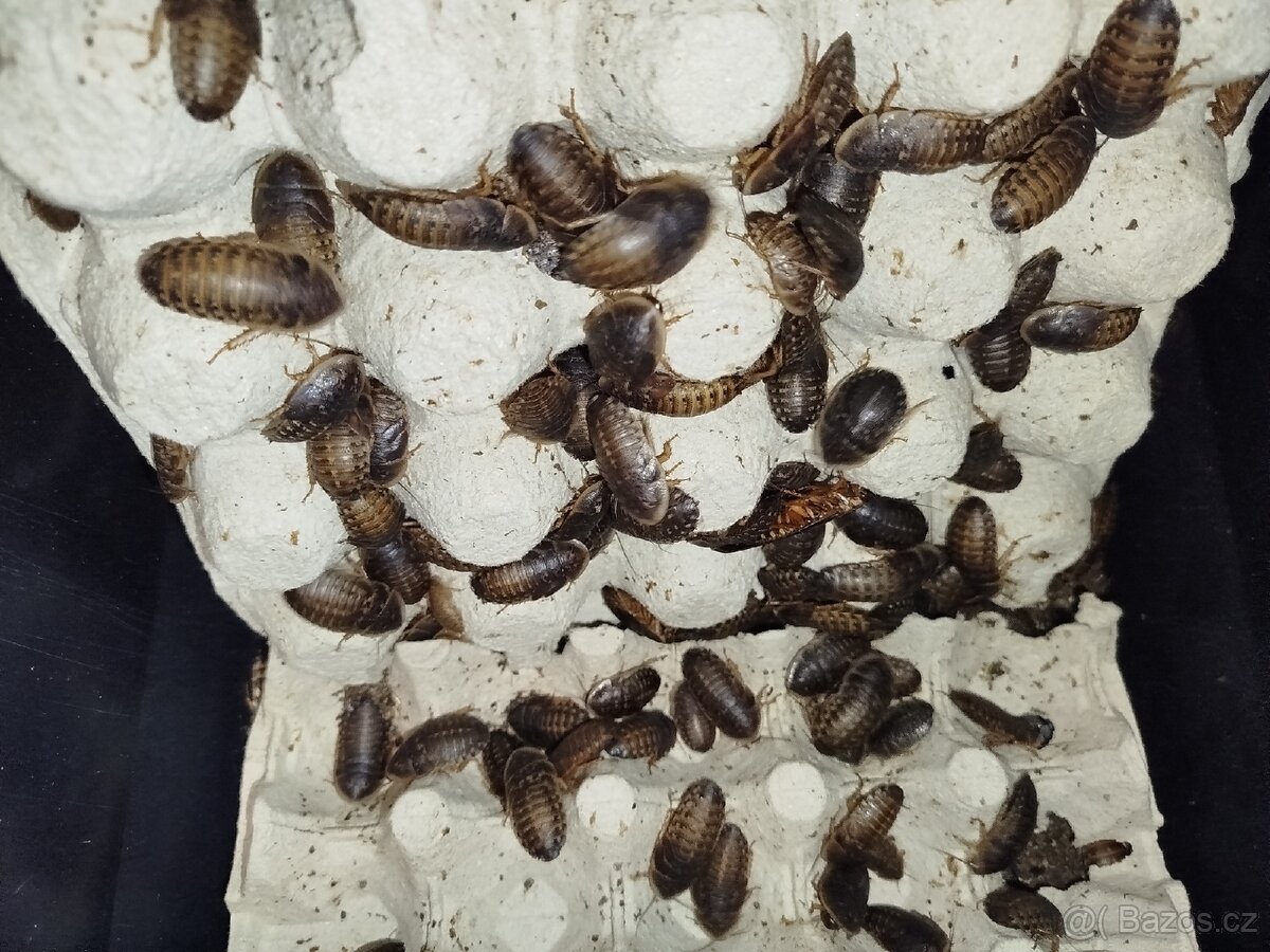 Švábi Blaptica dubia