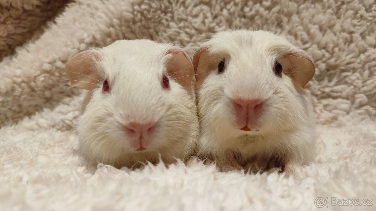 Morčátka - morče - Sněhuláčci