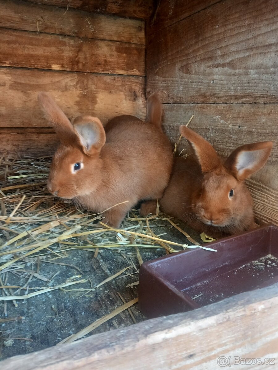 Novozélandský červený