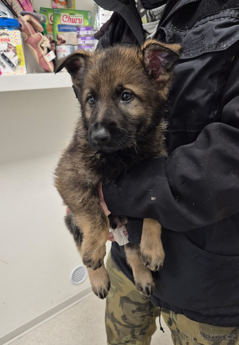 ŠTĚNĚ NĚMECKÝ OVČÁK