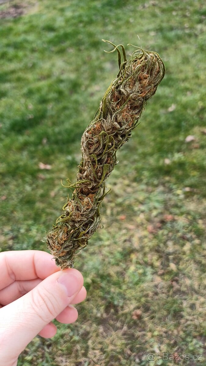 Aromatické rostlinné květy – odrůda Buddha Medikit