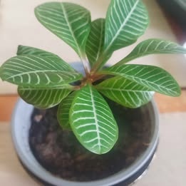 Pryšec běložilný