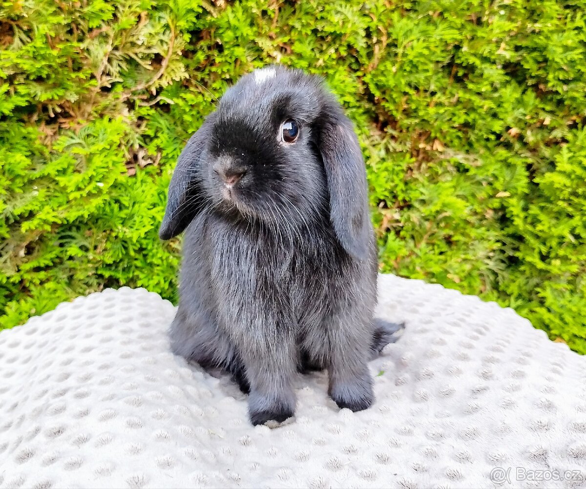 Zakrslý beránek, králíček, králík - ELLA