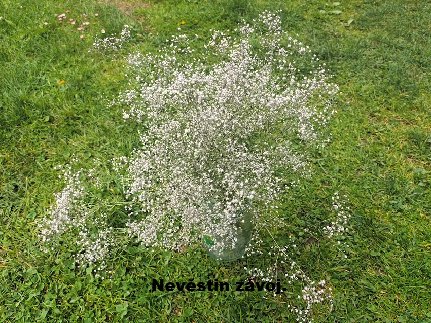 SUŠENÉ KVĚTINY,KYTICE - Nevěstin závoj