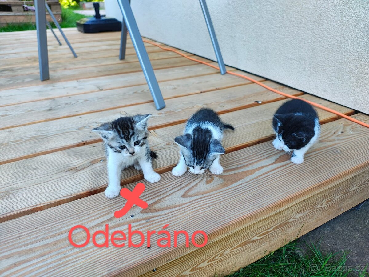 Koťata