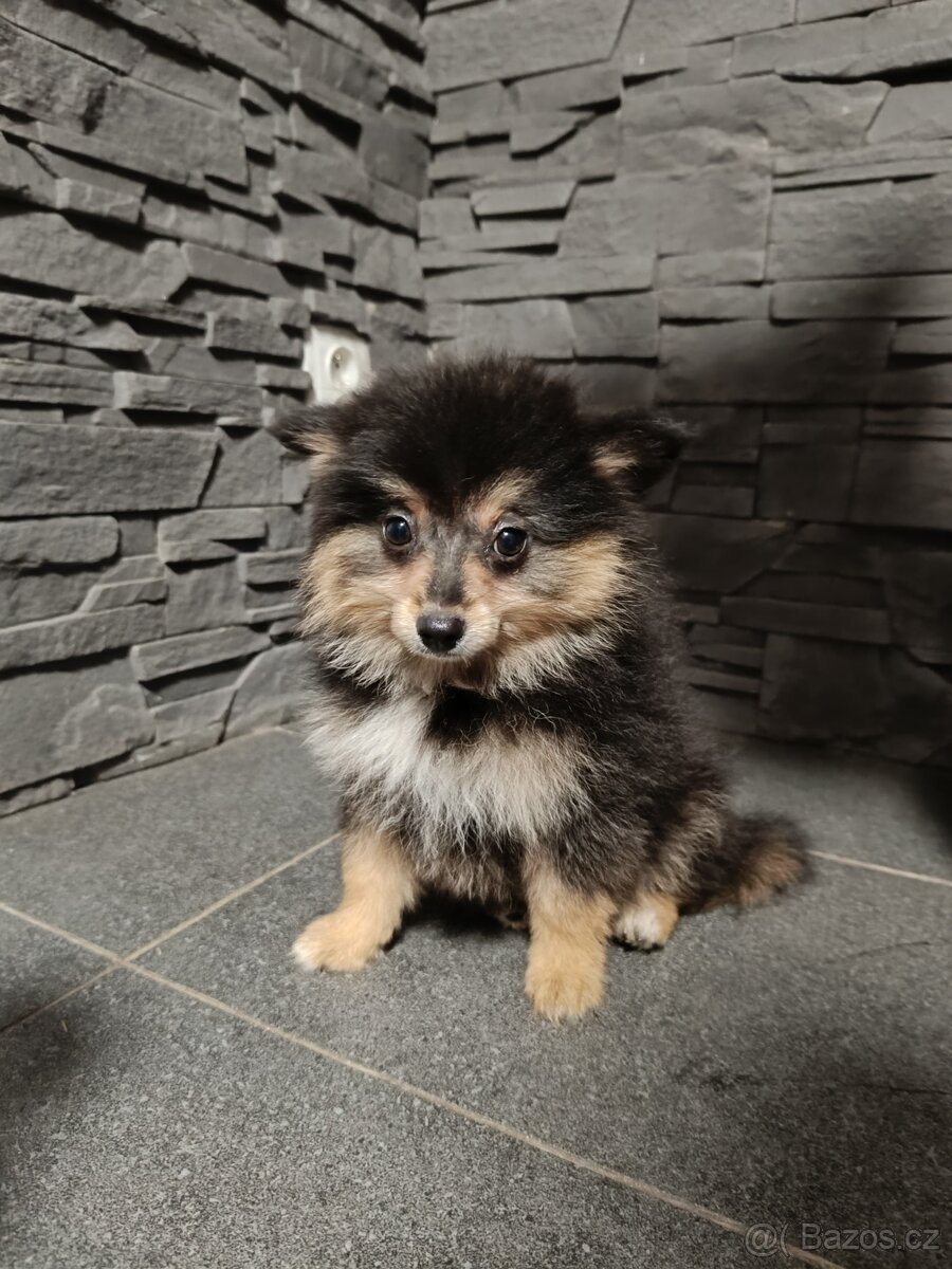 Pomeranian bez PP