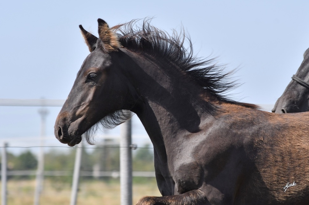 Pasha - hřebeček fellský pony x fríský kůň