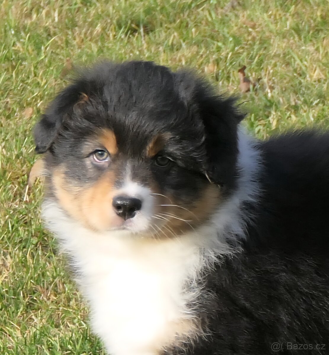 Australský ovčák s PP