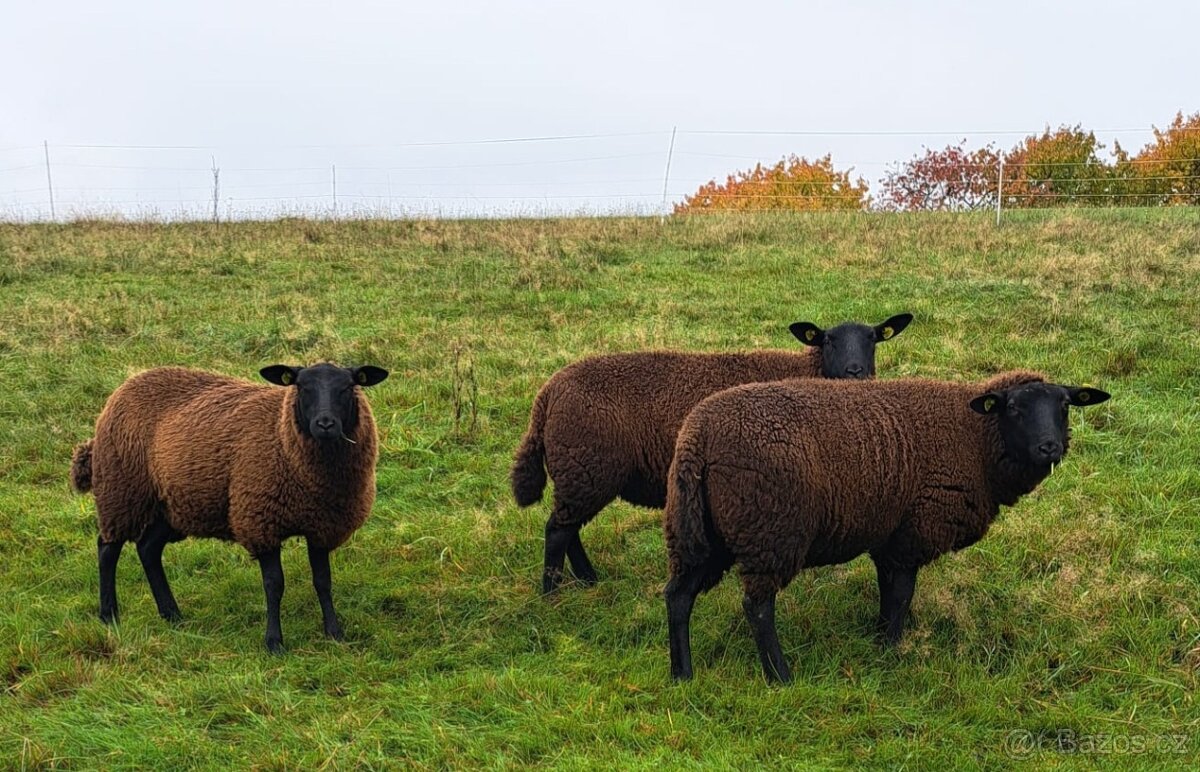Jehničky - Texel + Zwartbles