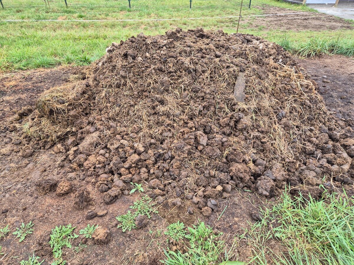 Daruji koňský hnůj