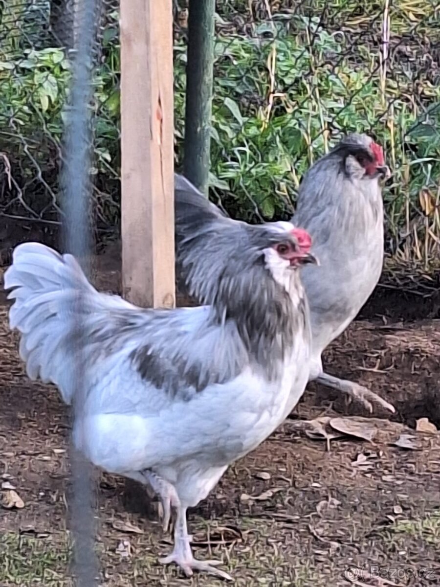 Prodám kohouty araukana lavendr