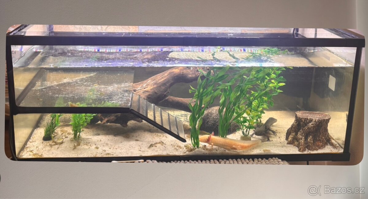Axolotli + akvarium SPĚCHÁ