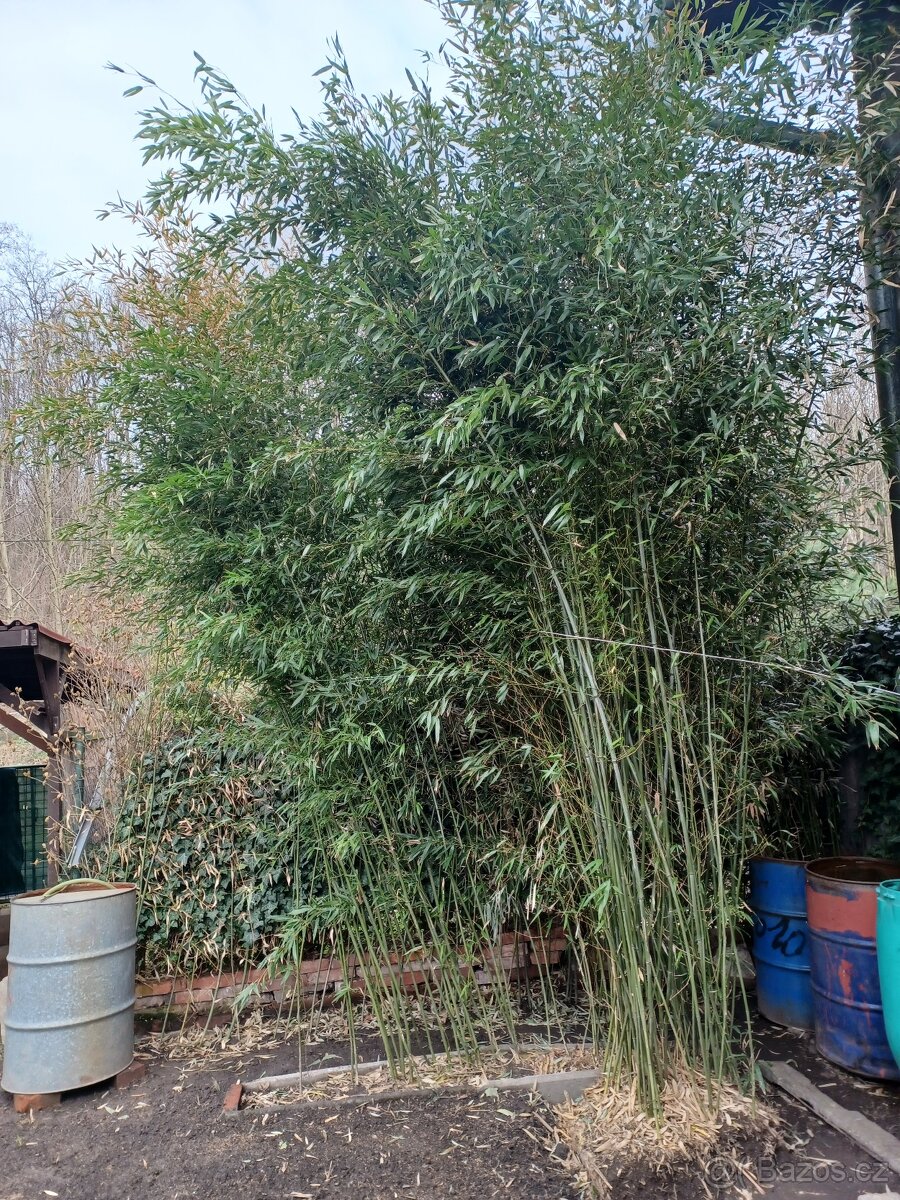 Mrazuvzdorná bambus, výška 4m