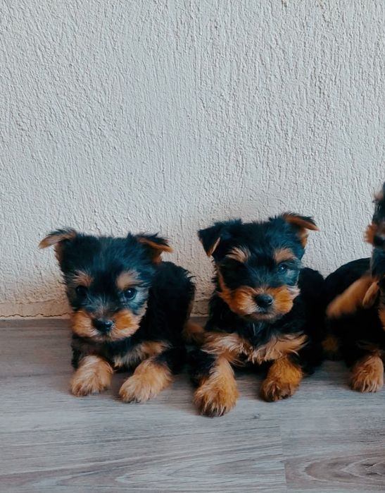 Yorkshire terrier prodám štěňata s PP jorkšír