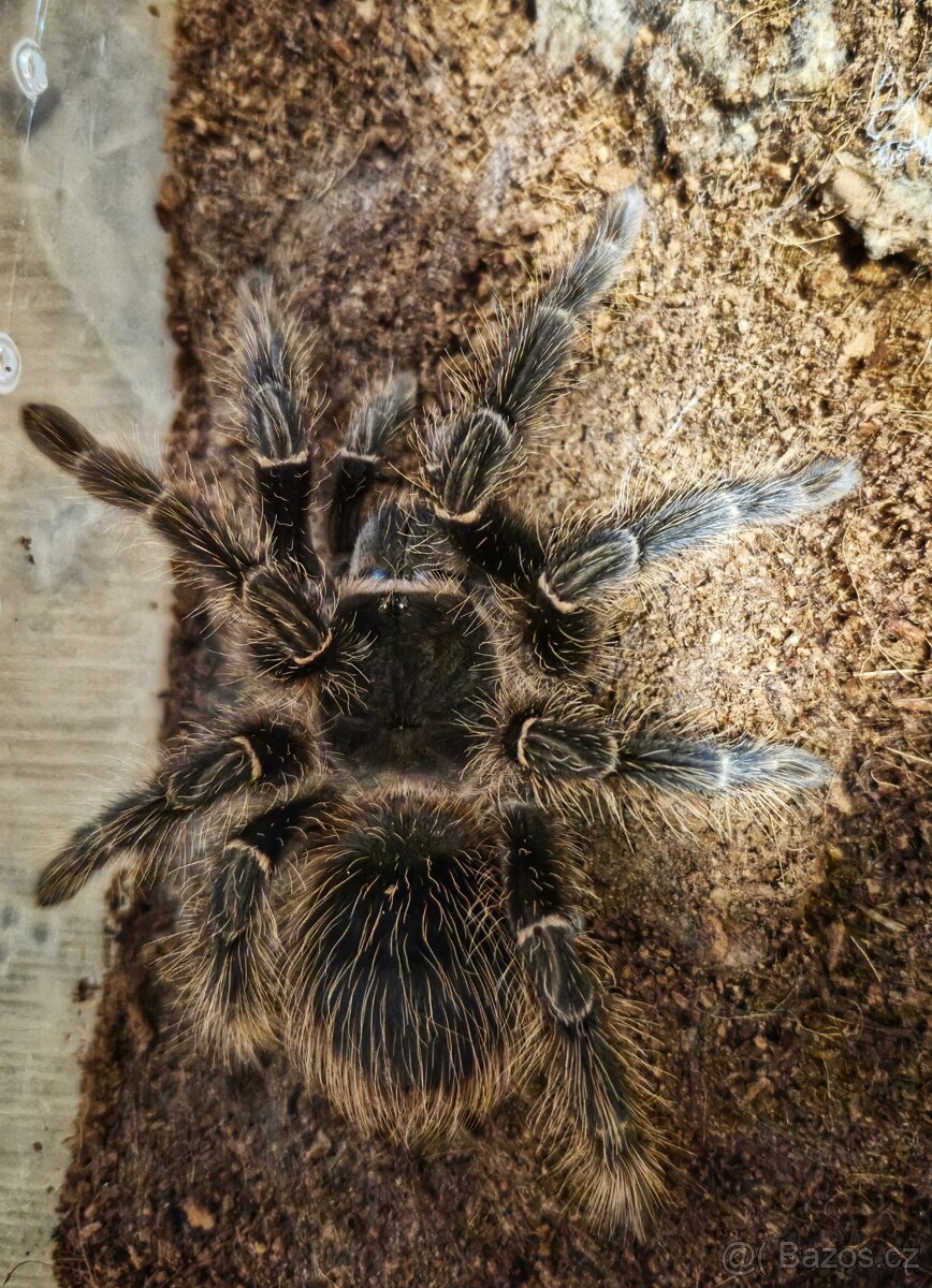 Prodám Lasiodora parahybana