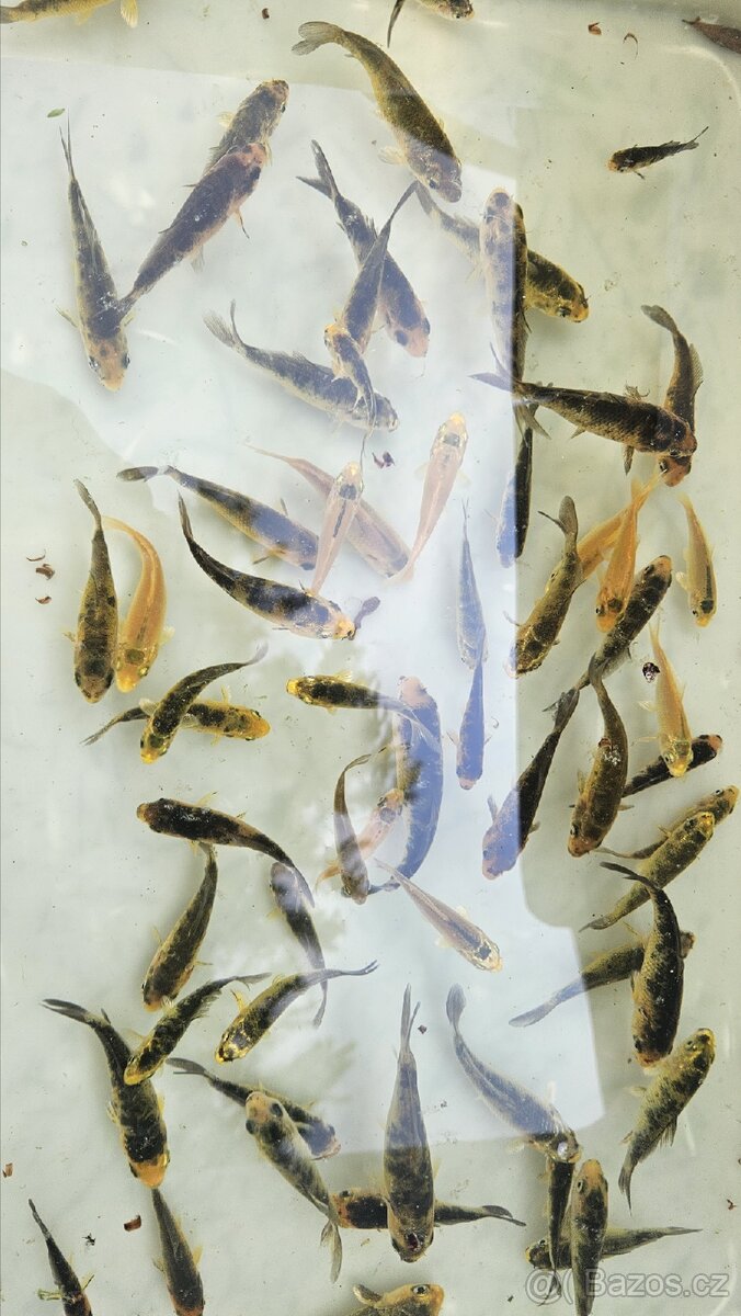 Koi mix cca 60ks loňské