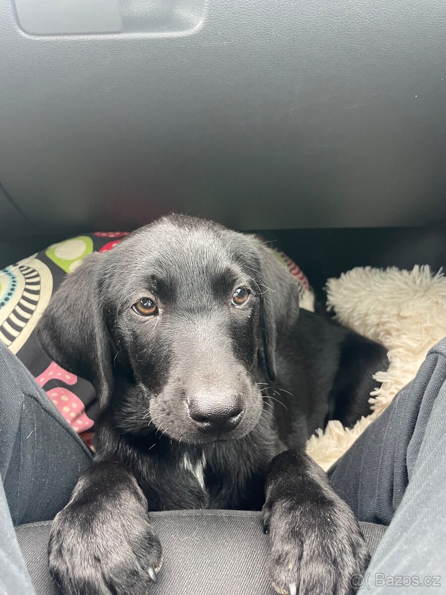 Labrador