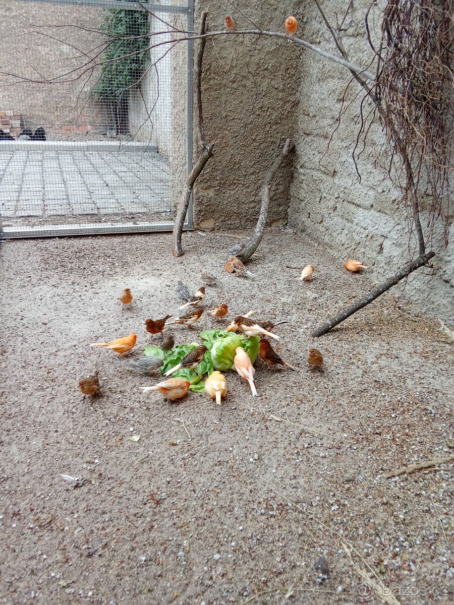 Kanáři