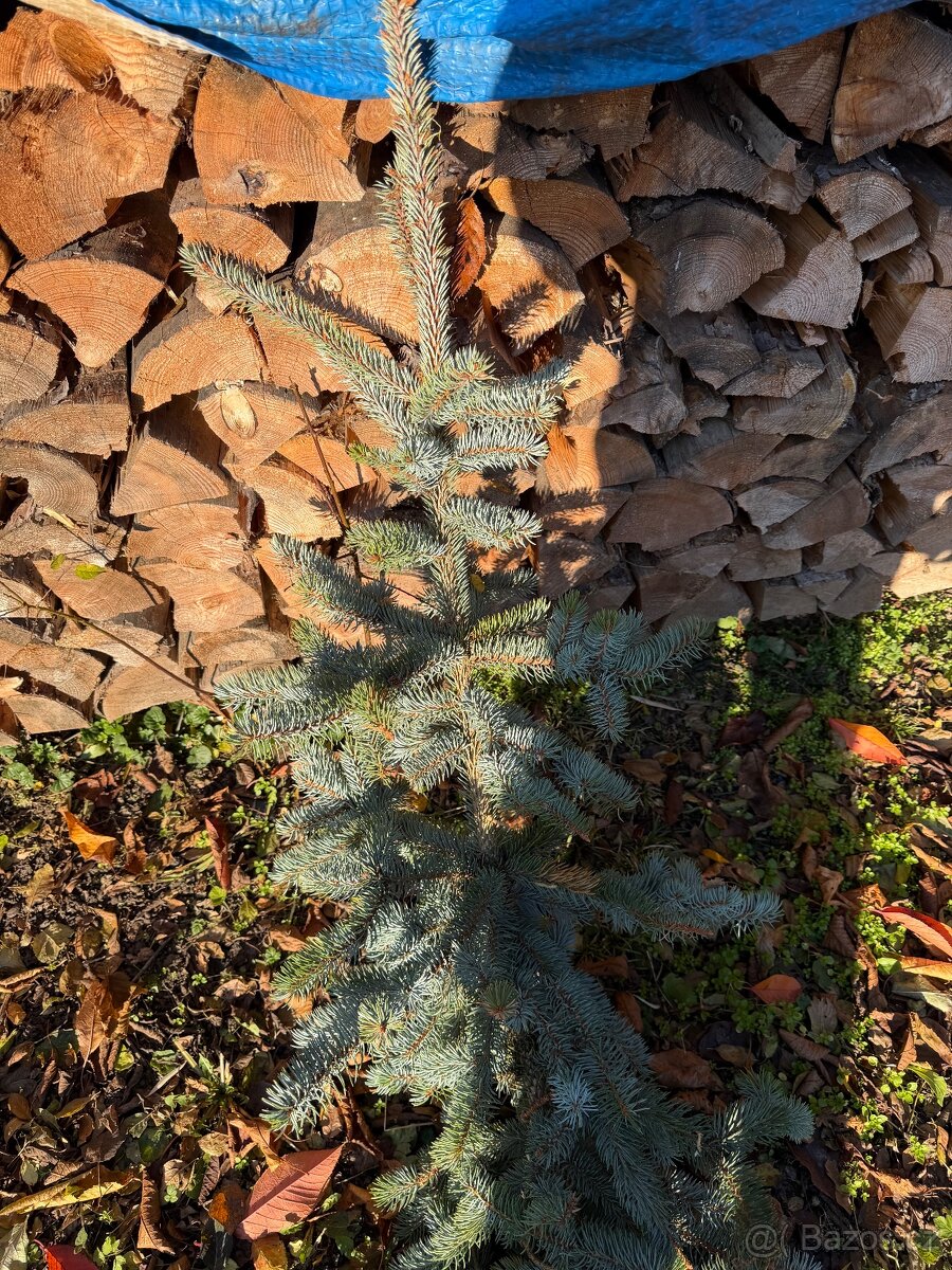 Stříbrný smrk - chvojí, klest