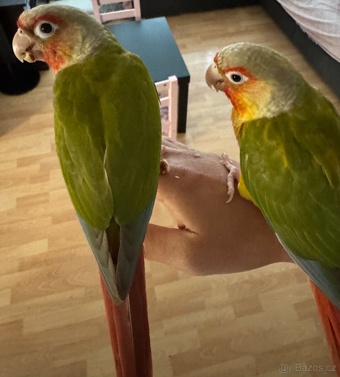 Pyrura Zelenolící PineApple REDFACE