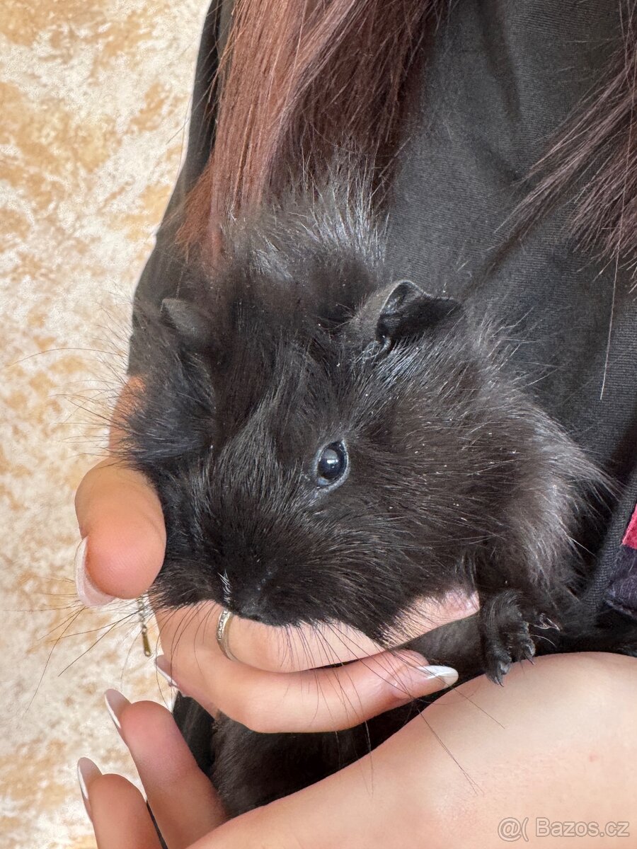 Darujeme mláďata morčat