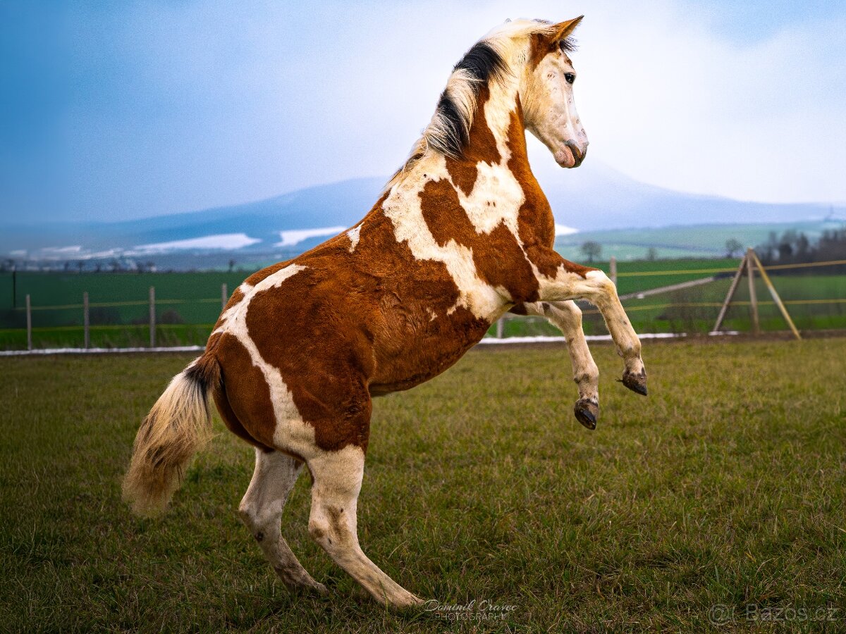 American Paint Horse