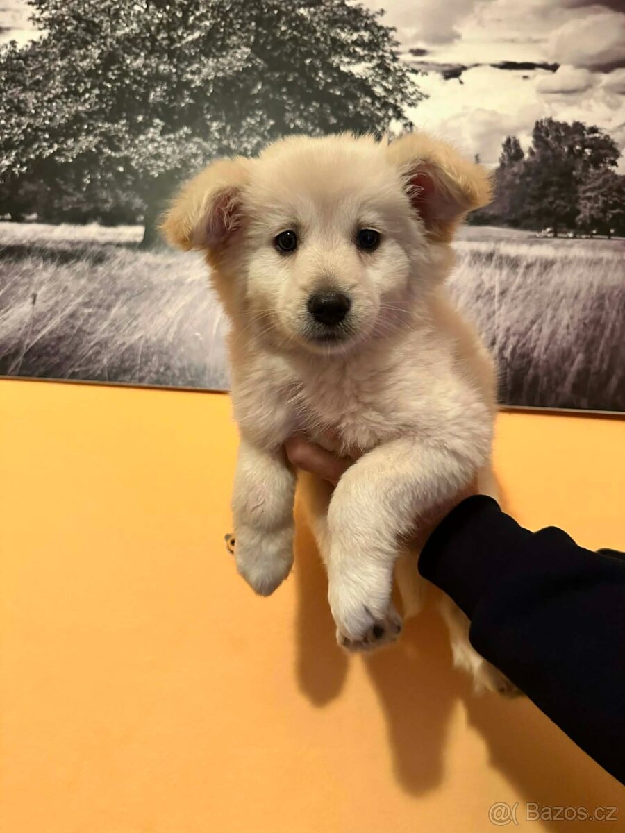 Labradorský retrívr