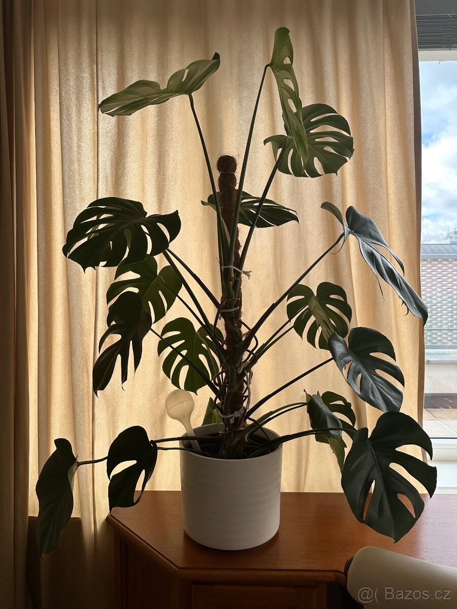 Prodám - Monstera 120 cm