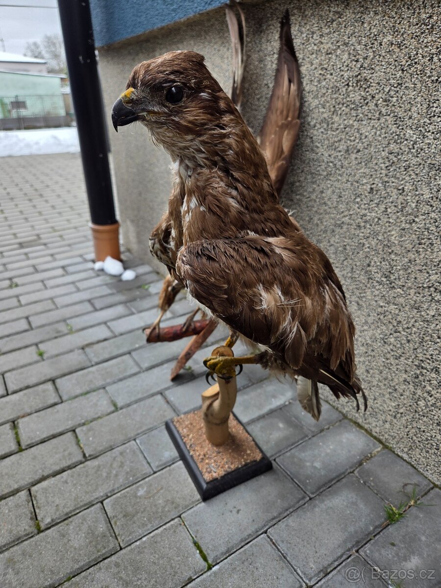 Káně lesní - trofej