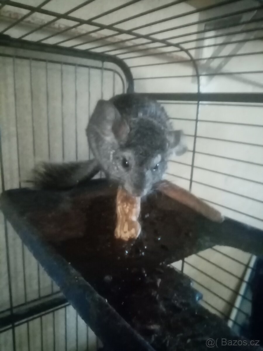 Činčila