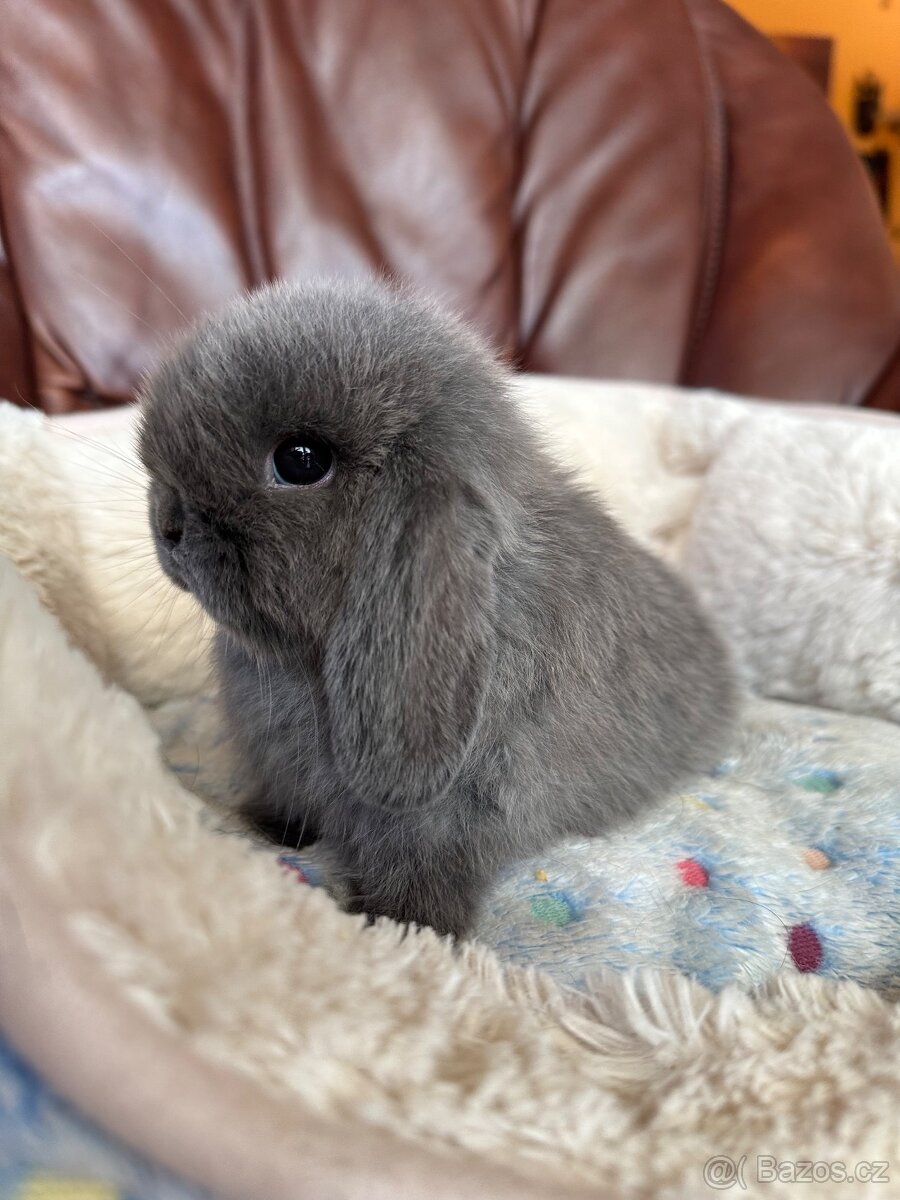🐰 Brzy k odběru- minilop mazlíčci 🩵🩵