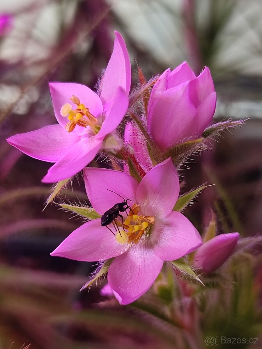 Roridula gorgonias s kolonií klopušek Pameridea roridulae