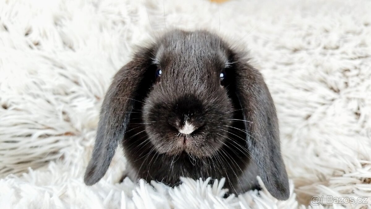 Zakrslý beránek, králíček, králík - PEGGY